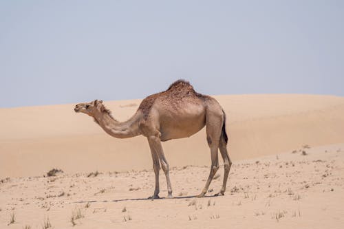 Kostenloses Stock Foto zu arabian kamel, dromedar, sand