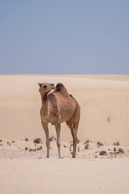 Foto profissional grátis de animal, camelo, deserto