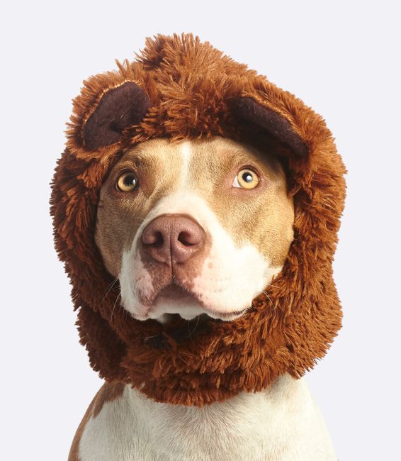 Charming close-up of a pitbull in a fun furry hat, showing a playful and adorable expression.