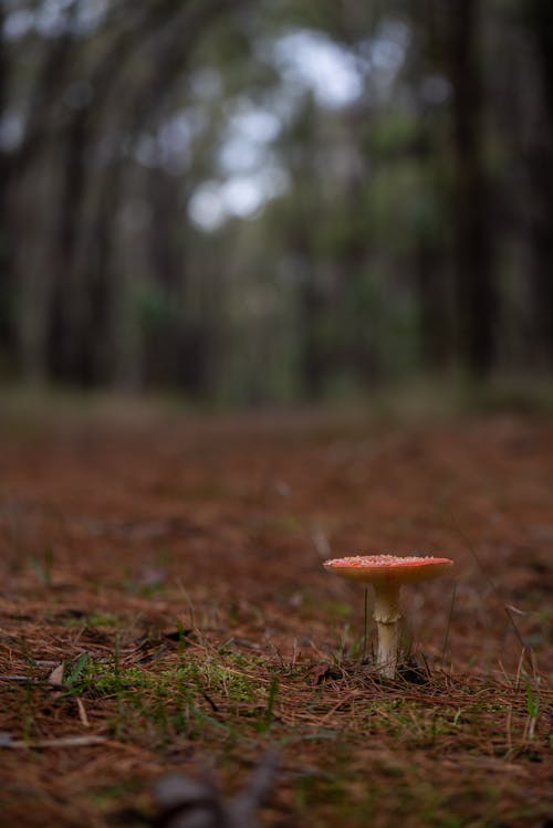 Gratis arkivbilde med amanita muscari, bakken, bakkenivå