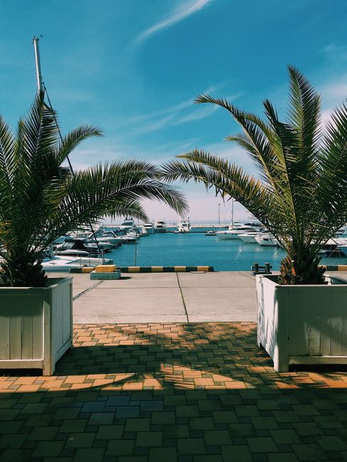 Peaceful marina scene in Sochi with yachts and palm trees. A perfect summer day by the sea.