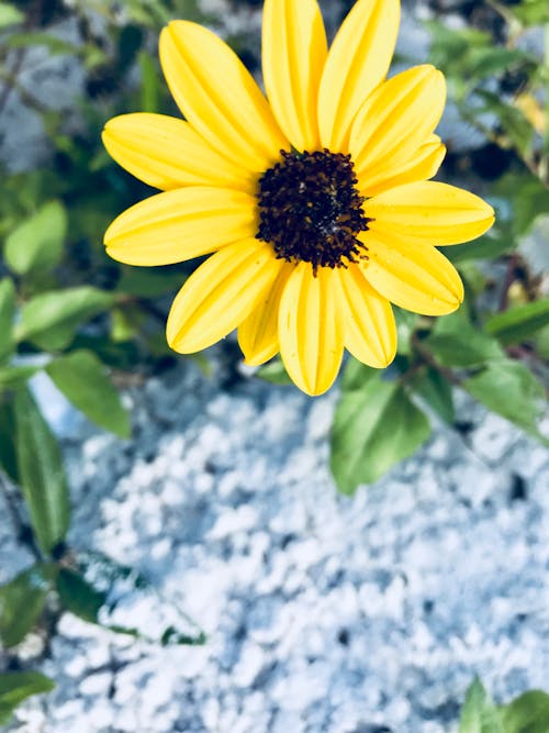 бесплатная Желтый цветок ромашки Стоковое фото