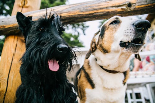 免費 蘇格蘭梗和成人短塗層的白色和棕褐色狗的特寫照片 圖庫相片