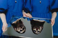 Free stock photo of anonymous, blue, blue background