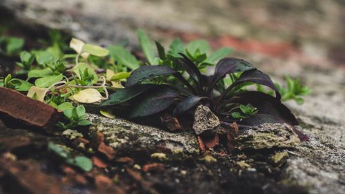 Free Detailed close-up of vibrant plants growing among rocks and soil outdoors. Stock Photo