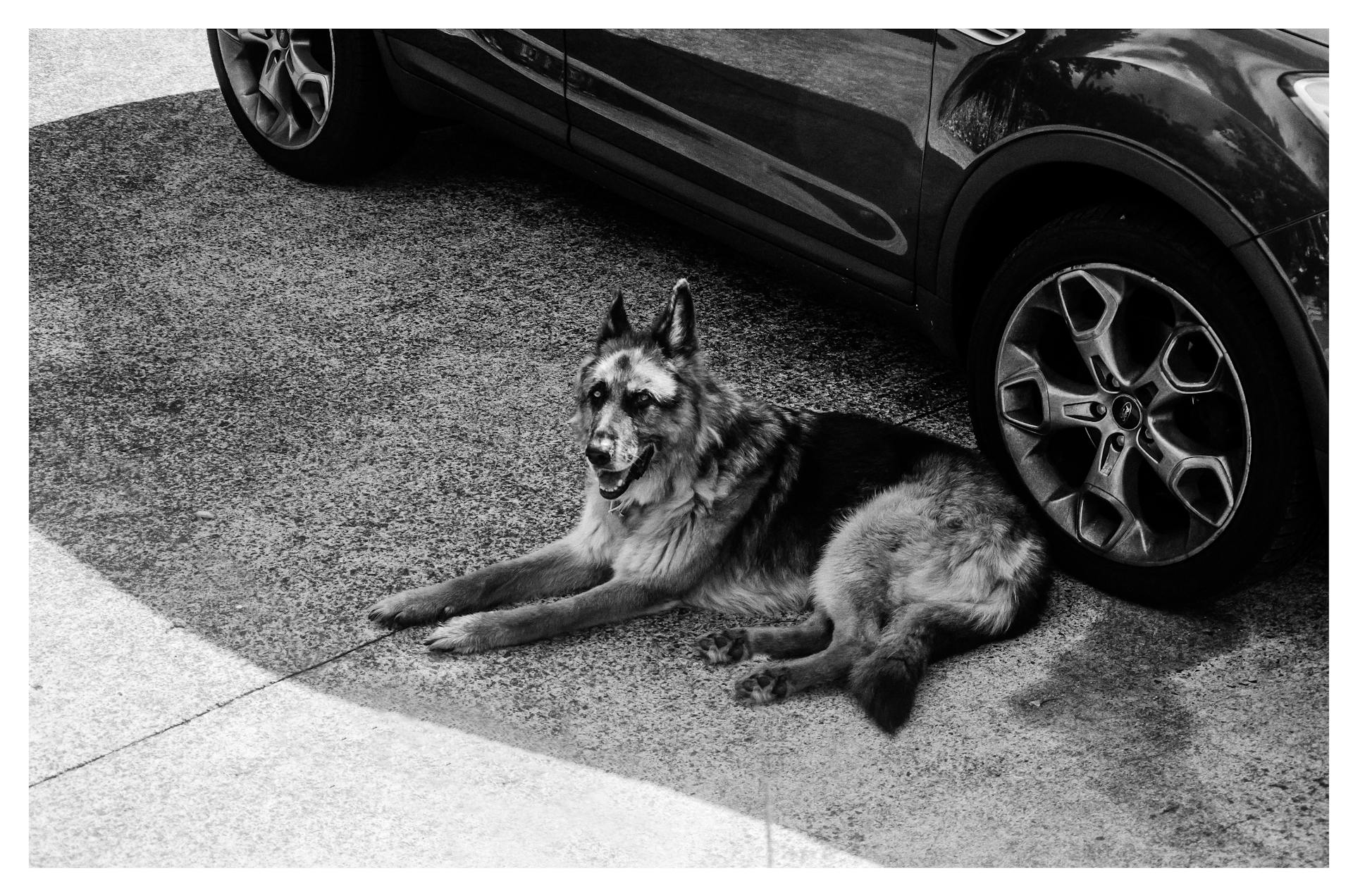 Gråskalig schäferhund som ligger på marken