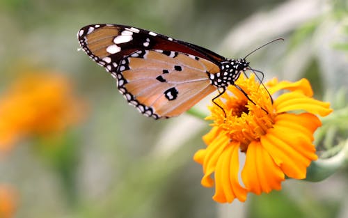 Shallow Focus Photo of a Brown Butterfly on Yellow Flower