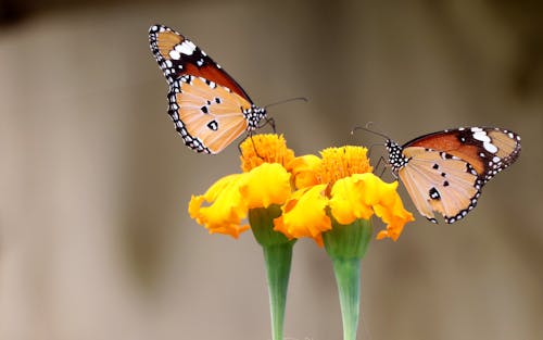Close-Up Shot of Monarch Butterflies