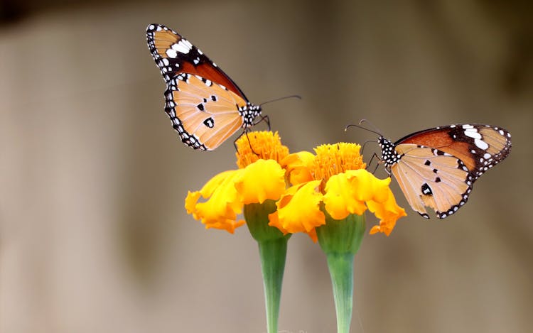 Close-Up Shot Of Monarch Butterflies