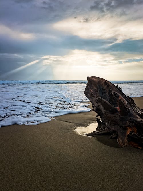 Driftwood on a Sandy Beach at Sunset