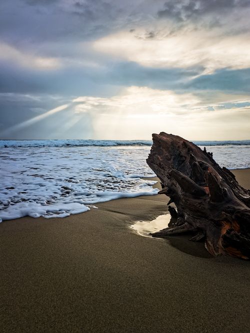 Free Captivating driftwood on a serene beach during sunset captures nature's beauty. Stock Photo