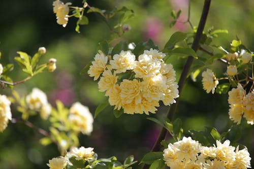 Kostnadsfri bild av blommande växt, blommar, blommor