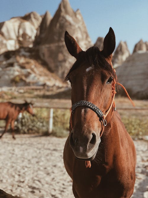 Fotobanka s bezplatnými fotkami na tému hnedý kôň, koňovité, zväčšenie