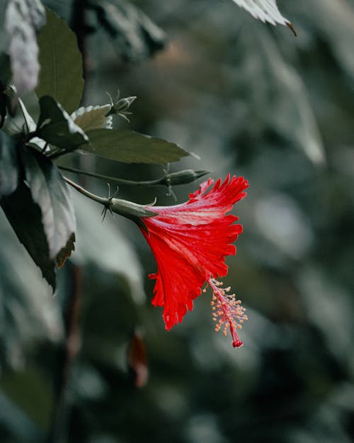 gumamela, 微距拍摄, 樹葉 的 免费素材图片
