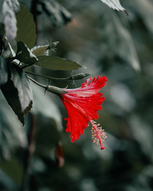Free Close-up of a vibrant red hibiscus flower with soft focus leaves, showcasing nature's beauty. Stock Photo