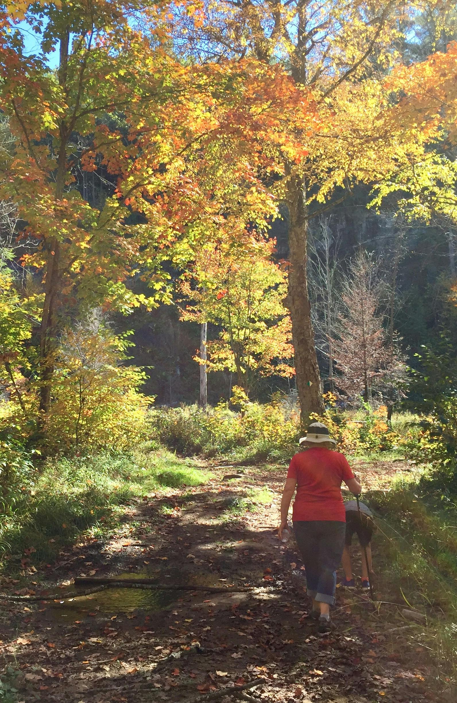 Free stock photo of Autumn Sunday walk, fall colours, red shirt