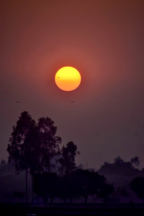 Free stock photo of beautiful sunset, bird flying, evening sun