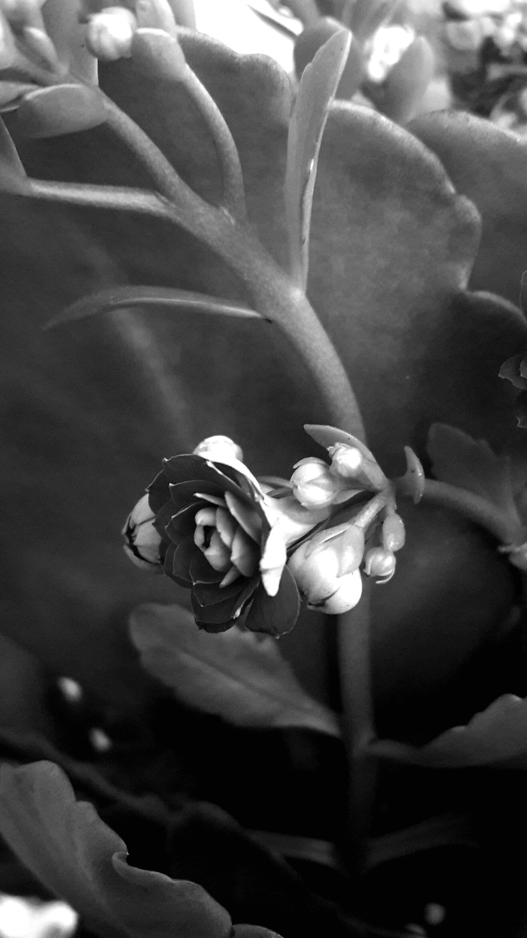 black and white, flower, plant