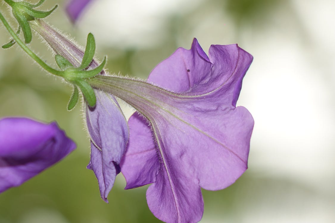 Purple Flower Selective Focus Photo