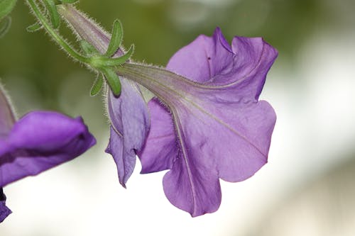 免费 关闭了紫色牵牛花花的照片 素材图片