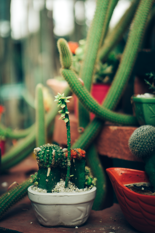 Free Close-up of colorful potted cacti in a Vietnamese garden showcasing diversity of plant life. Stock Photo