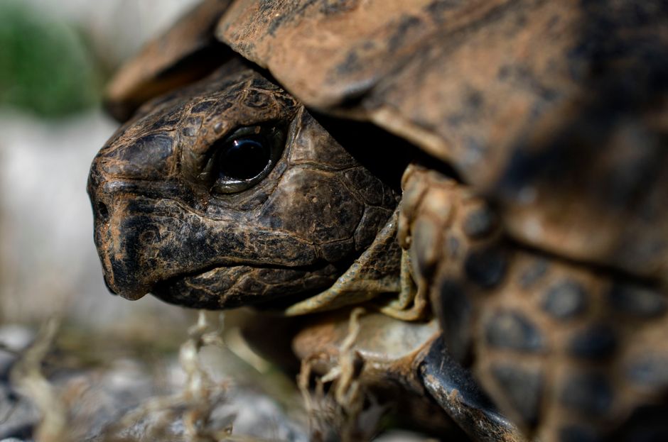 Detailed close-up portrait of a brown tortoise in natural setting, showcasing intricate patterns.