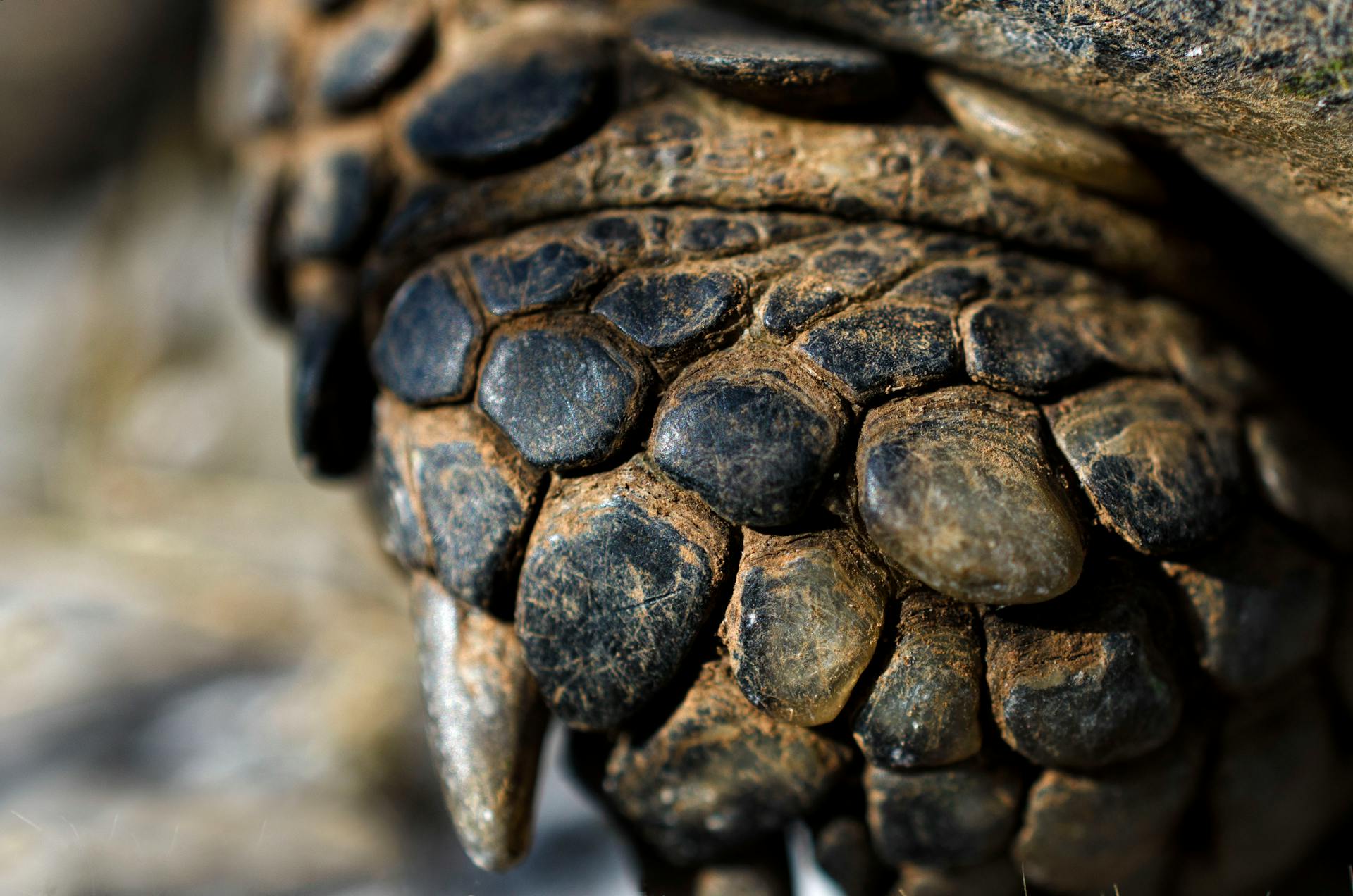 Macro Shot Photography of an Animal Skin