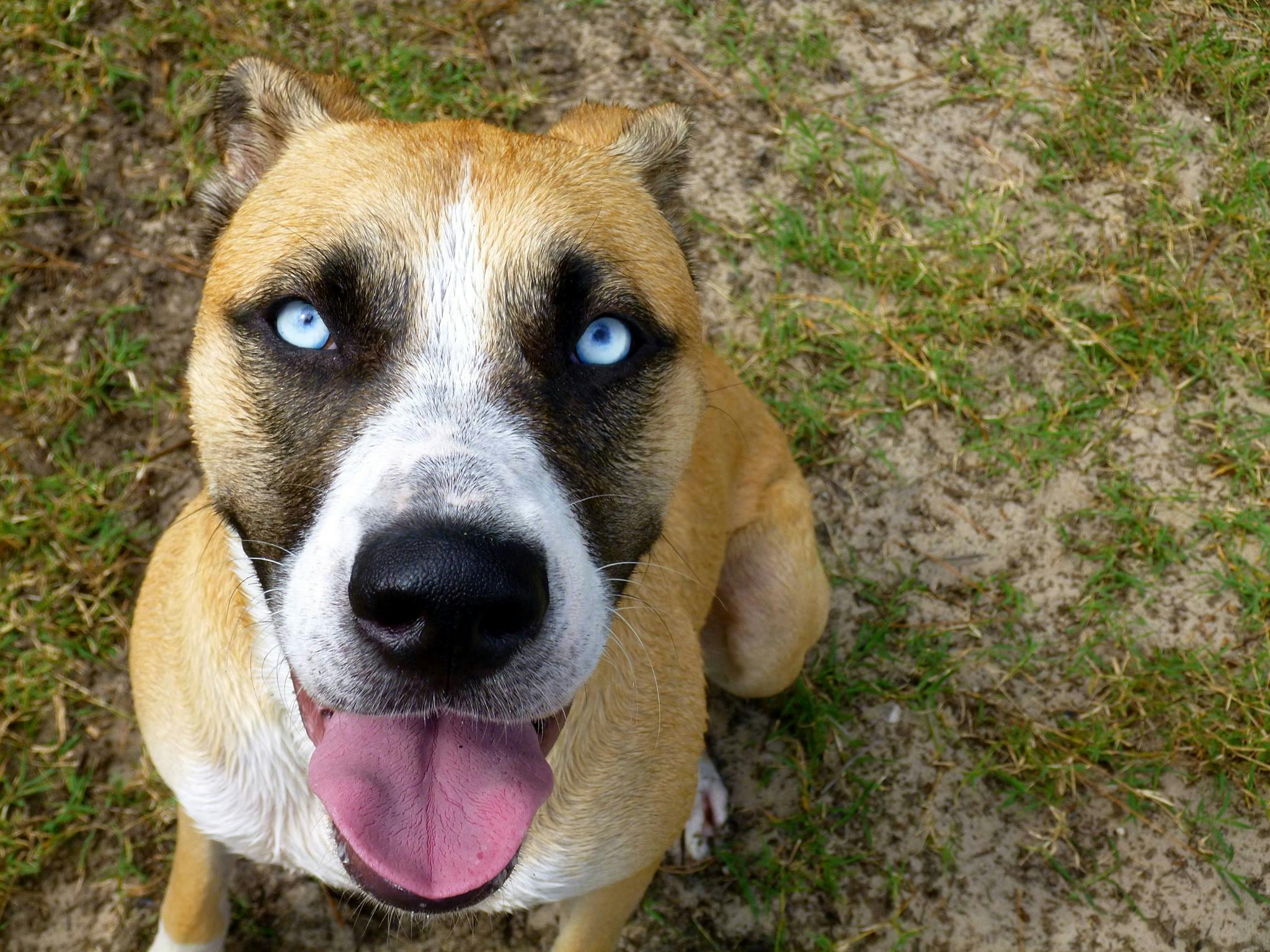 Kostenloses Foto zum Thema hund, blaue augen, gemischte rasse