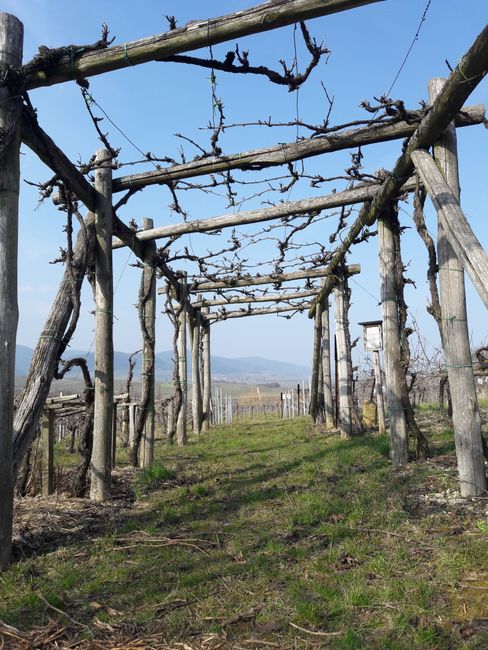Scenic view of empty vineyard trellis in Ilbesheim bei Landau, Germany. Perfect for agriculture themes.