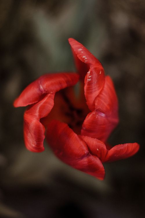 Free Macro photograph capturing a bright red tulip's intricate petals. Stock Photo