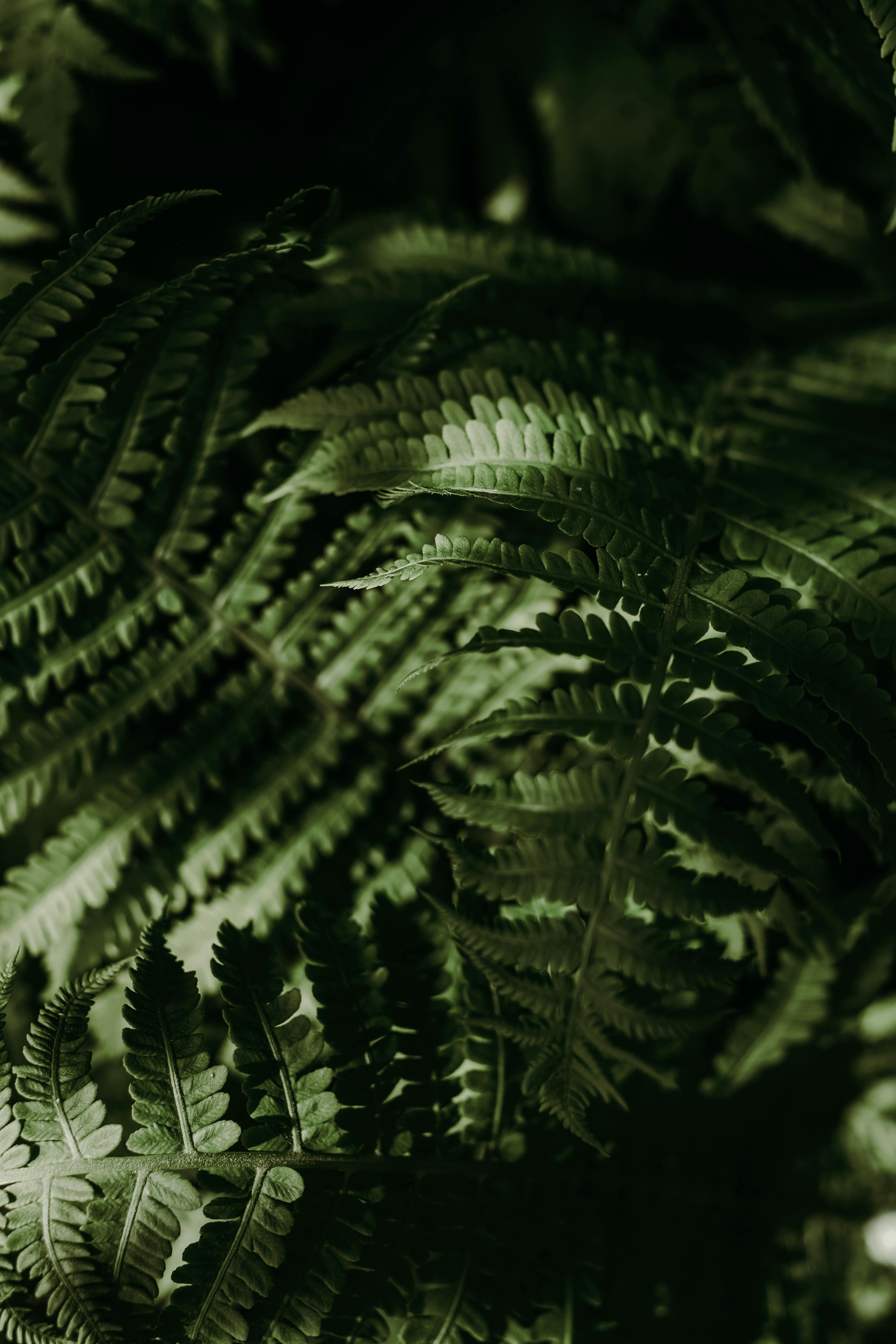 Green Fern Leaves · Free Stock Photo