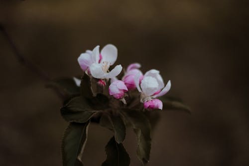 Close-Up Photo Of Flowers