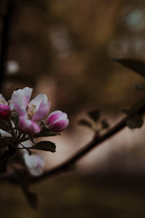 Close-Up Photo Of Flowers 