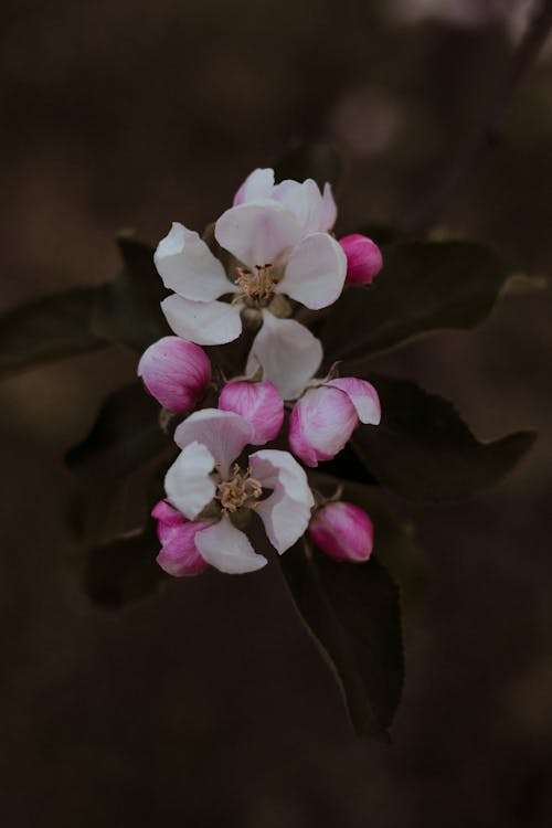 Free Close-Up Photo Of Pink and White Flowers Stock Photo