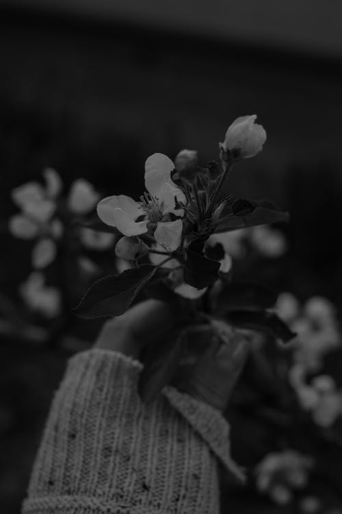 Grayscale Photography of Petaled Flower · Free Stock Photo