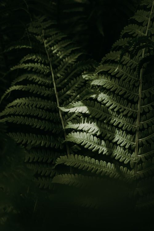 Free A detailed photograph showcasing the intricate patterns of fern leaves with natural lighting. Stock Photo