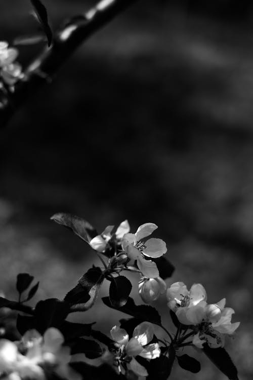 Ücretsiz bahar, bitki örtüsü, Çiçek açmak içeren Ücretsiz stok fotoğraf Stok Fotoğraflar