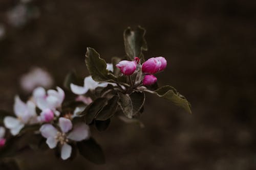 Ücretsiz arka plan bulanık, Beyaz çiçekler, bitki örtüsü içeren Ücretsiz stok fotoğraf Stok Fotoğraflar