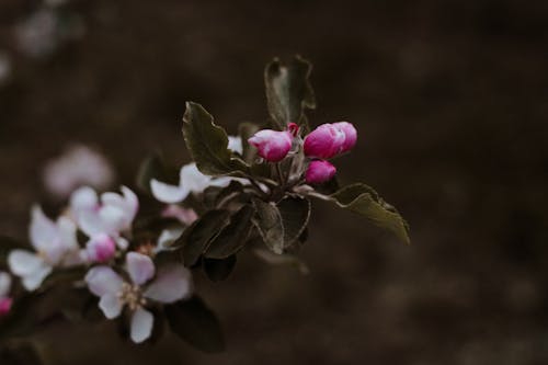 Macro Shot Of Pink and White Flowers