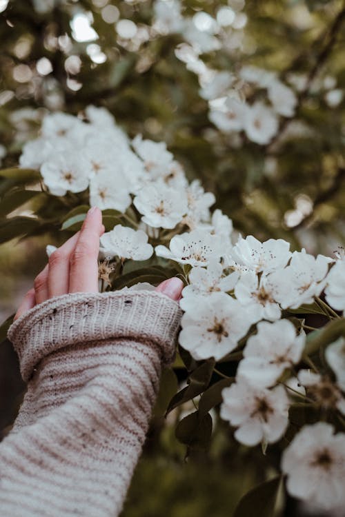 Free Person Touching A White Flowers Stock Photo