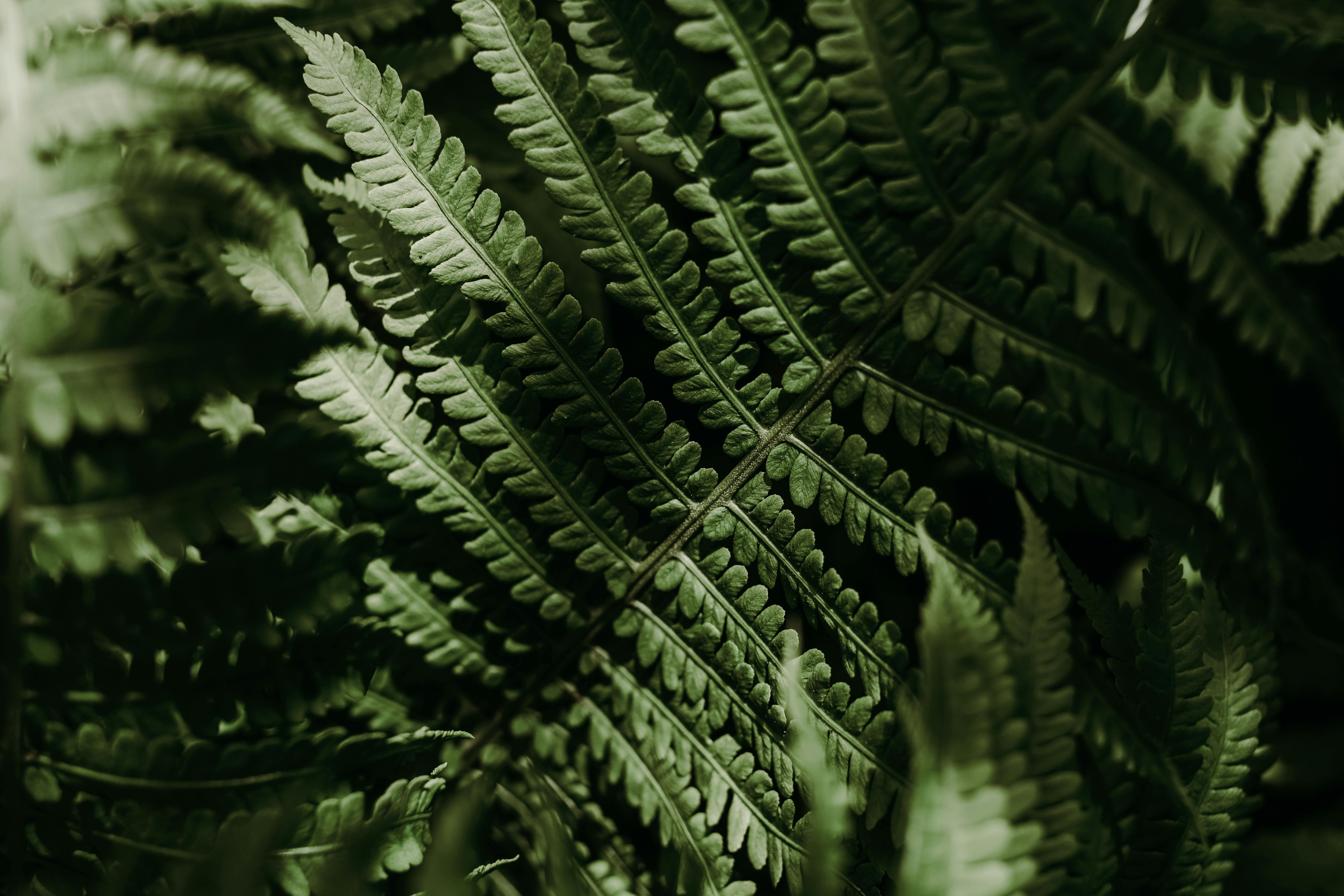 Close Up Photography of a Green Leaf Sprout · Free Stock Photo