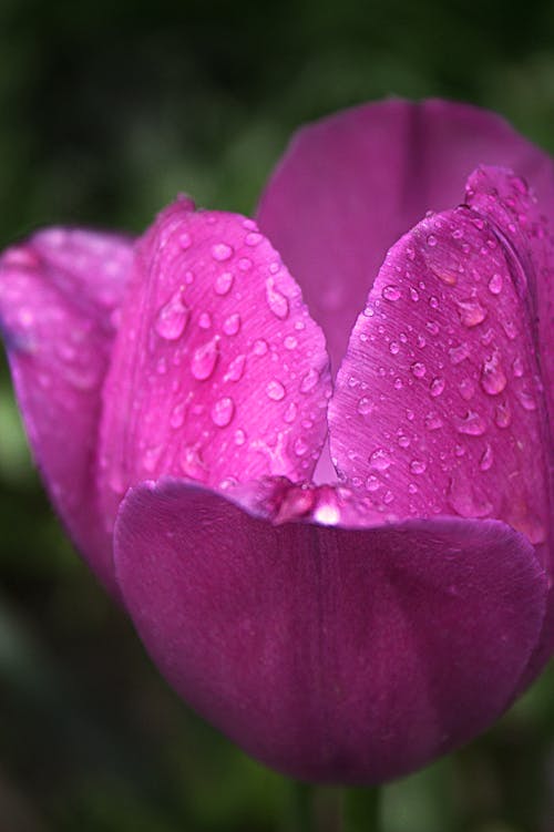 Purple Flower With Water Droplets