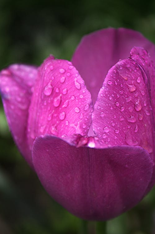 Free Purple Flower With Water Droplets Stock Photo