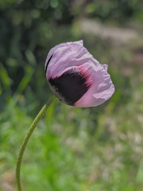 Free Close Up Shot of a Flower Stock Photo