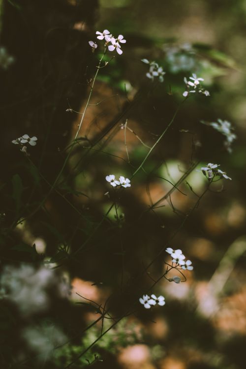 Free Captivating white blossoms in a serene forest setting, Hungary in early spring. Stock Photo