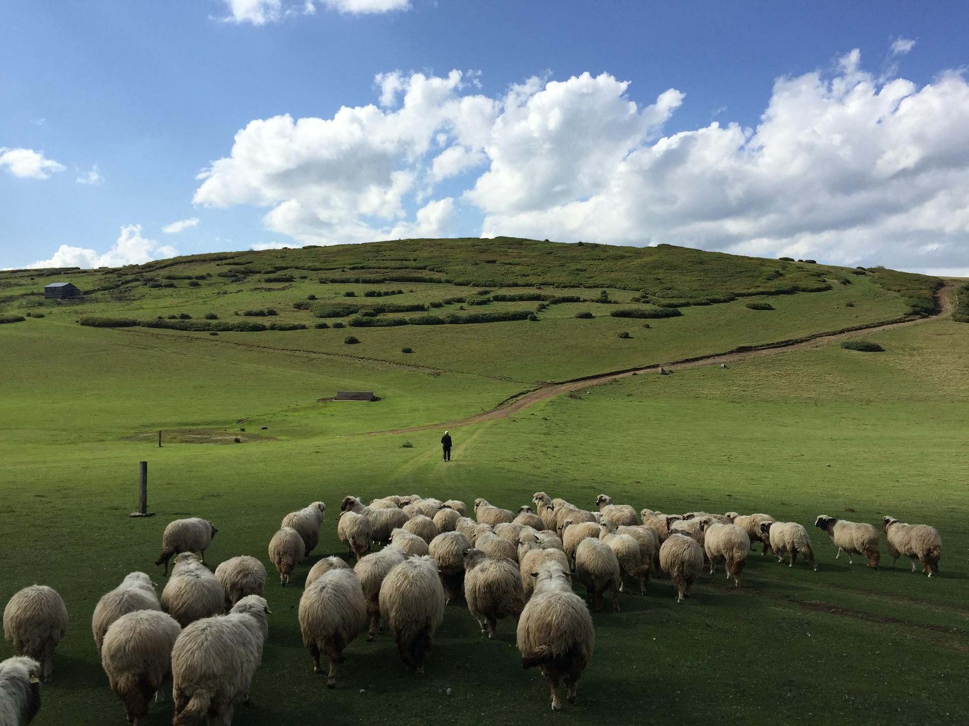 Een kudde schapen op een grasveld