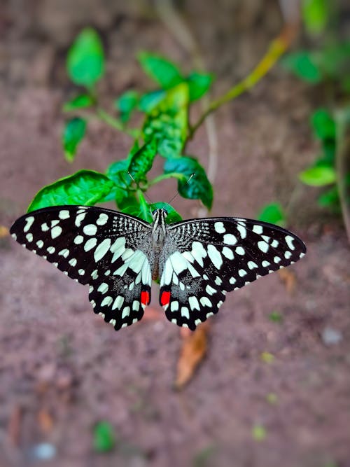 A Black and White Butterfly on the Plant