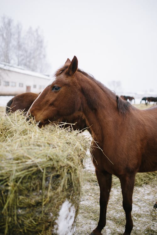 Chestnut purebred horses standing in paddock and eating hay in countryside farm in cloudy day