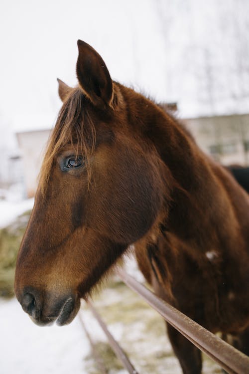 Closeup of muzzle of brown purebred horse standing in paddock in countryside farm in snowy winter day