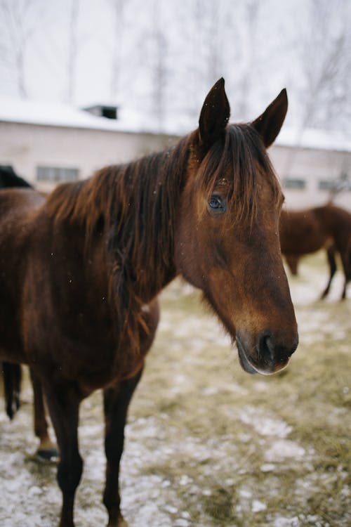 Free Photo of a Brown Horse  Stock Photo